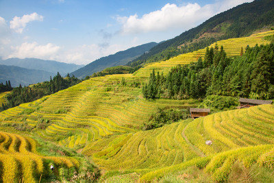 隆基水稻梯田
