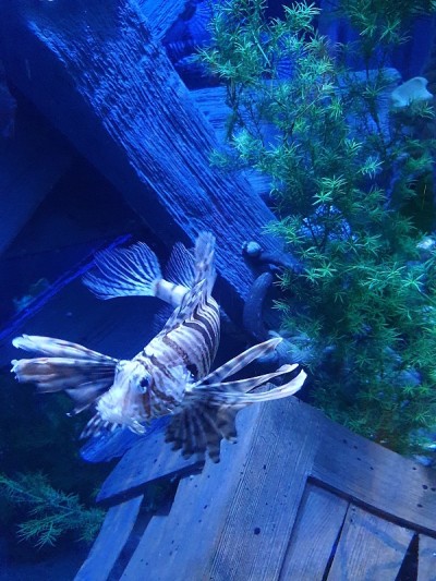 奥尔顿塔水族馆