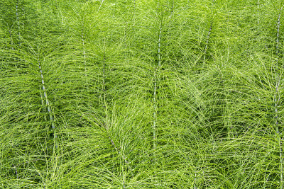 马尾植物