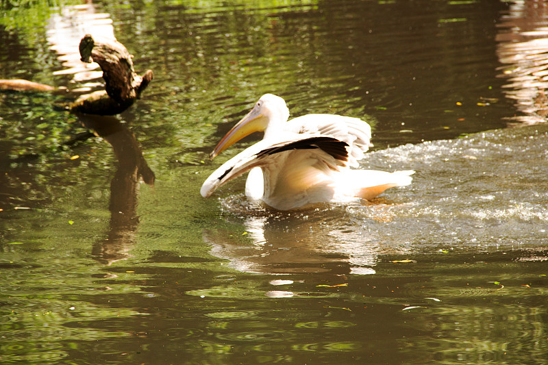 Side view of a great white pelican swimming in the