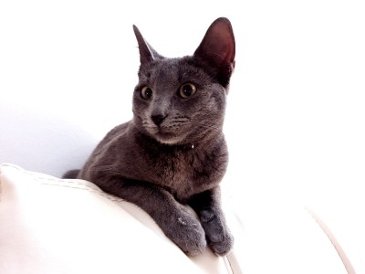 Grey六个月大的小猫