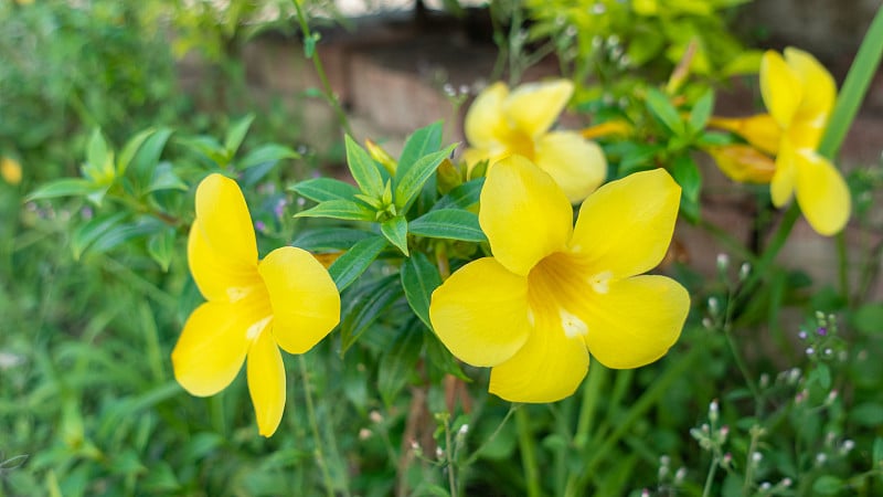 花园里的一种花