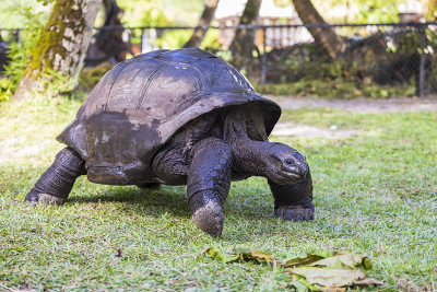 亚达伯拉巨龟(Aldabrachelys gigantea)，位于印度洋的塞舌尔群岛上