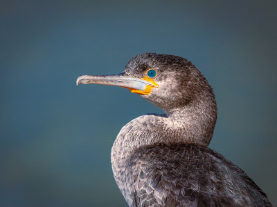 一个海角鸬鹚的肖像(Phalacrocorax capensis)，海角半岛，南非。