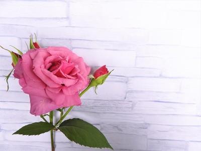 rose2