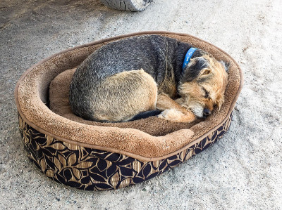 边境猎犬在他的床上睡觉