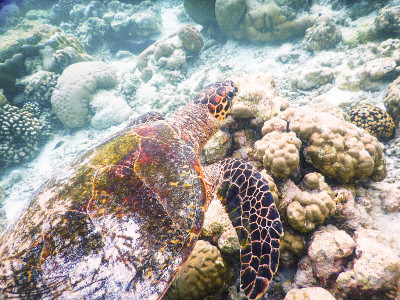 乌龟和浮游生物