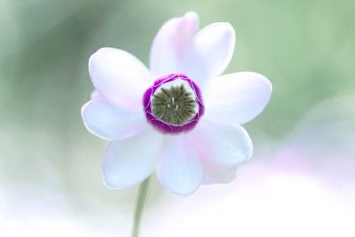 微笑在平成莫里