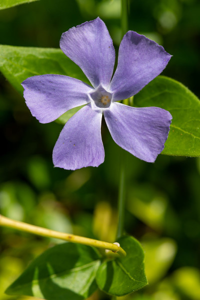 小长春花(小长春花)
