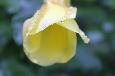 黄色的Allamanda cathartia盛开在花园里，雨点落在上面。常用名称:brown-bud