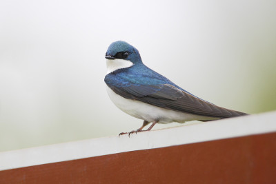 树燕(Tachycineta bicolor)，孟买钩NWR，特拉华州，美国