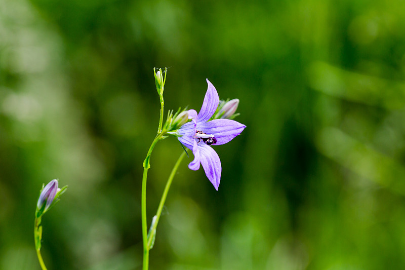 香紫罗兰(Viola odorata)和睡觉的昆虫