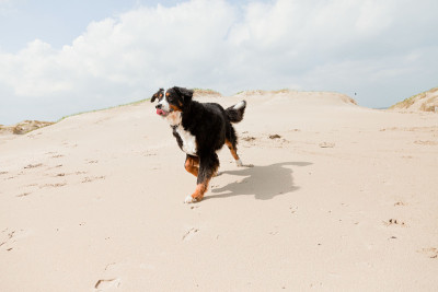 Happy berner sennen狗户外在海滩上奔跑。