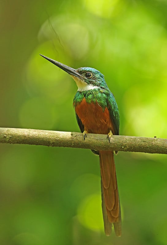 Rufous-tailed一种食虫鸟