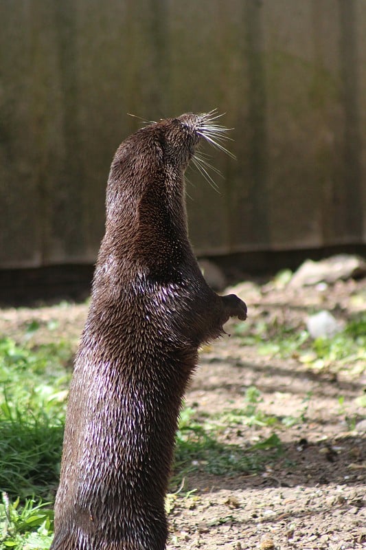 水獭站高