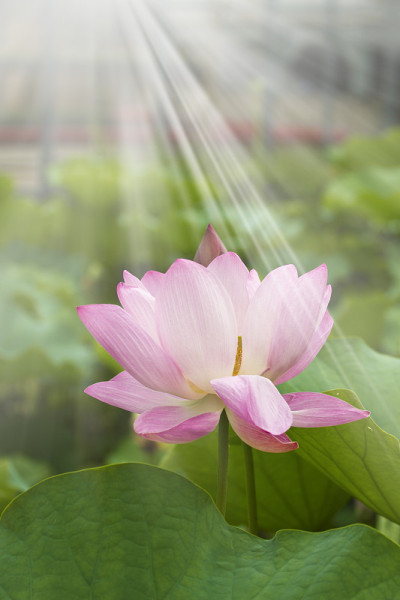 莲花