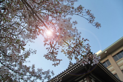 樱桃树