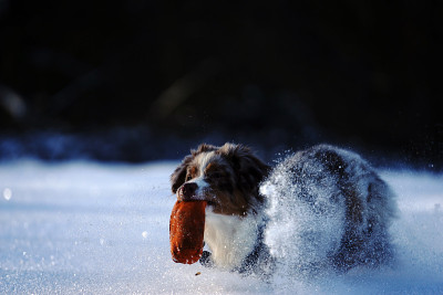 狗狗小狗冬天的雪