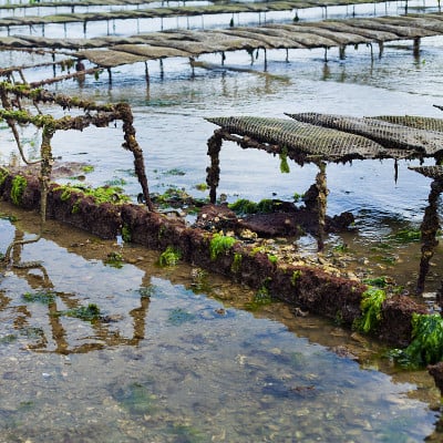 Shellfish Fresh seafood Oyster farm in Atlantic Oc