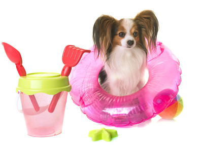 蝶耳犬在度假