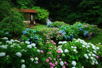 岩手县北上市绣球花和水磨