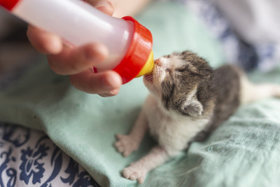 妇女用奶瓶喂小猫