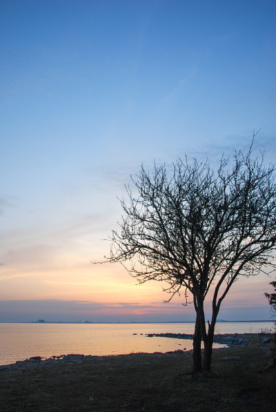 美丽的夕阳下的树影