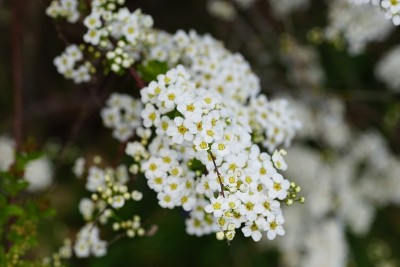 一丛迷你白花