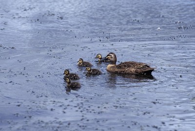 Pacific Black Duck, anas superciliosa, Mother and 