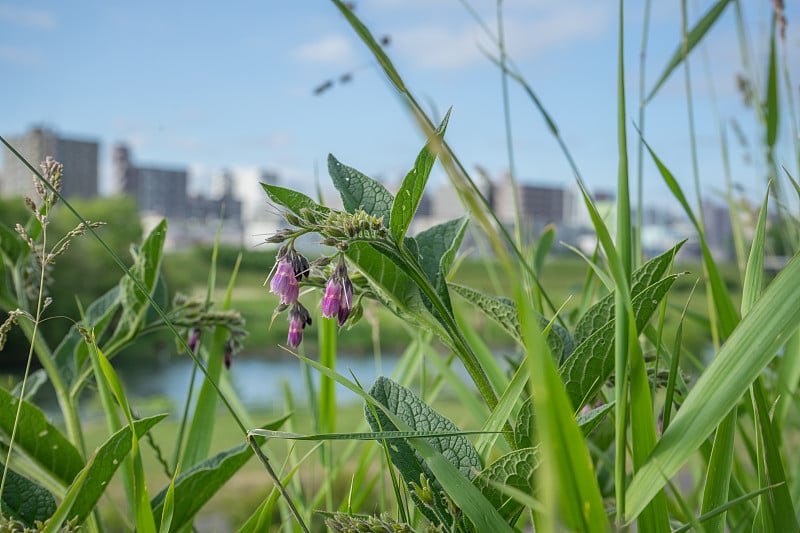 河边花