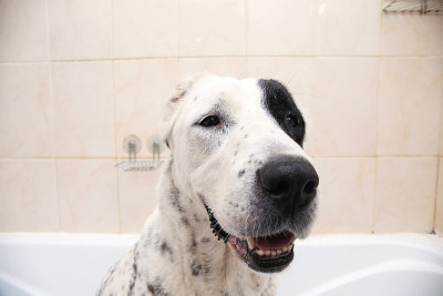 中亚牧羊犬洗澡。狗在洗泡泡浴。Alabai梳理狗。