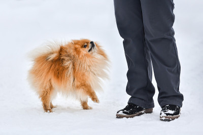 冬季的博美犬