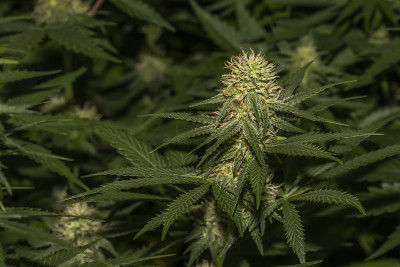 白色俄罗斯和S.A.G.E.品种大麻花下LED灯