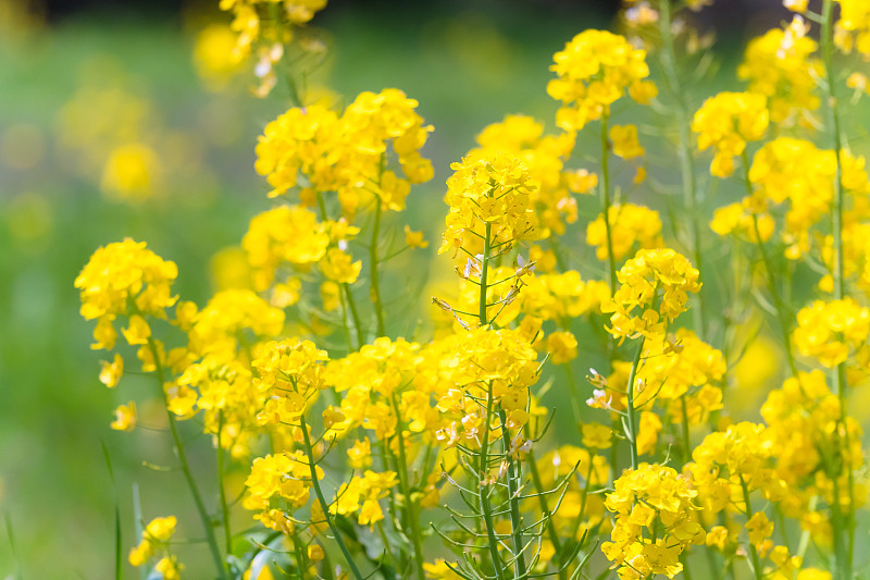 日本东京立川的野芥菜花