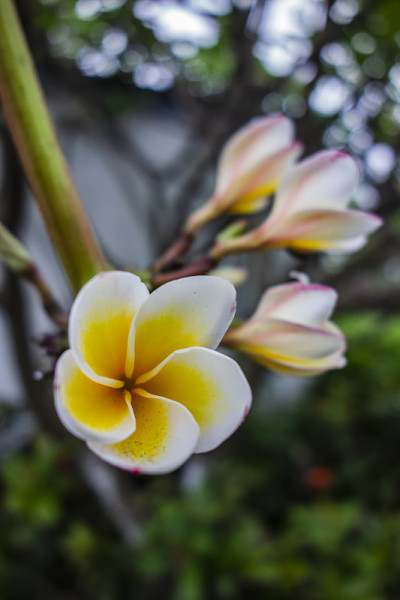 开花蛋花