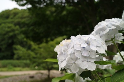 绣球花盛开