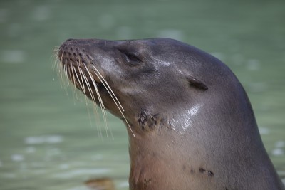 加拉帕戈斯毛皮海豹(Arctocephalus galapagoensis)的肖像特写侧与头伸出水加
