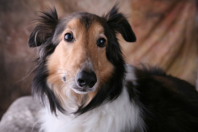 Sheltie肖像