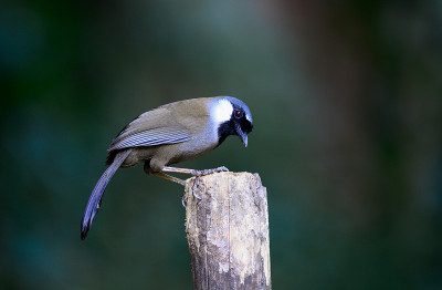 包括黑laughingthrush