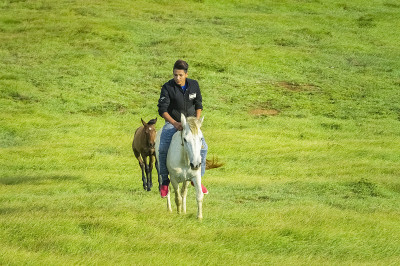 一个年轻人在田野里骑马，一个人在田野里骑马指指点点，在田野里骑着一匹漂亮的马