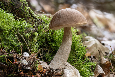在苔藓和秋天的叶子之间的桦木bolet Leccinum scabrum蘑菇的Close up