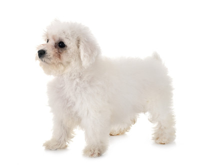 小卷毛比雄犬