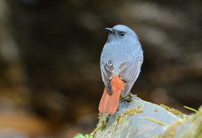 雄性红尾鸲(Rhyacornis fuliginosa)