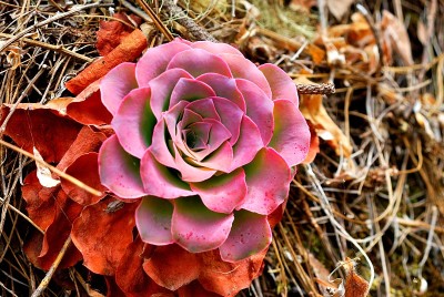 加那利群岛的Aeonium，或Bejeque。