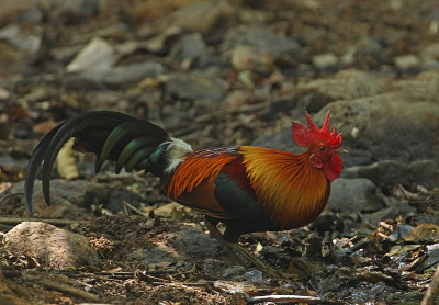 红Junglefowl