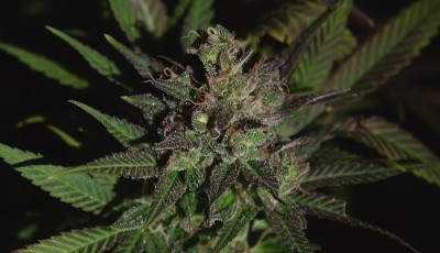 粘性的紫色2