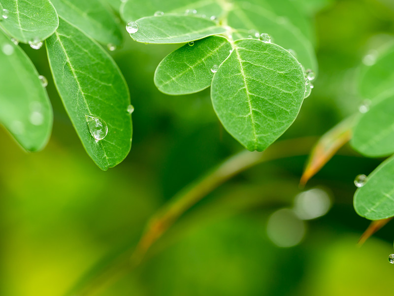 雨滴落在辣根树叶上