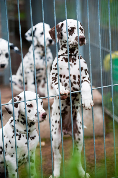 达尔马提亚犬