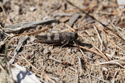 蓝翅蚱蜢，Oedipoda caerulescens