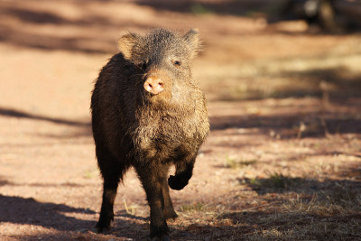 Javelina Pecari tajacu Peccary点
